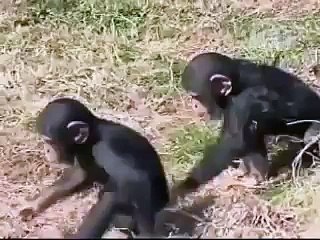 monos cachondos