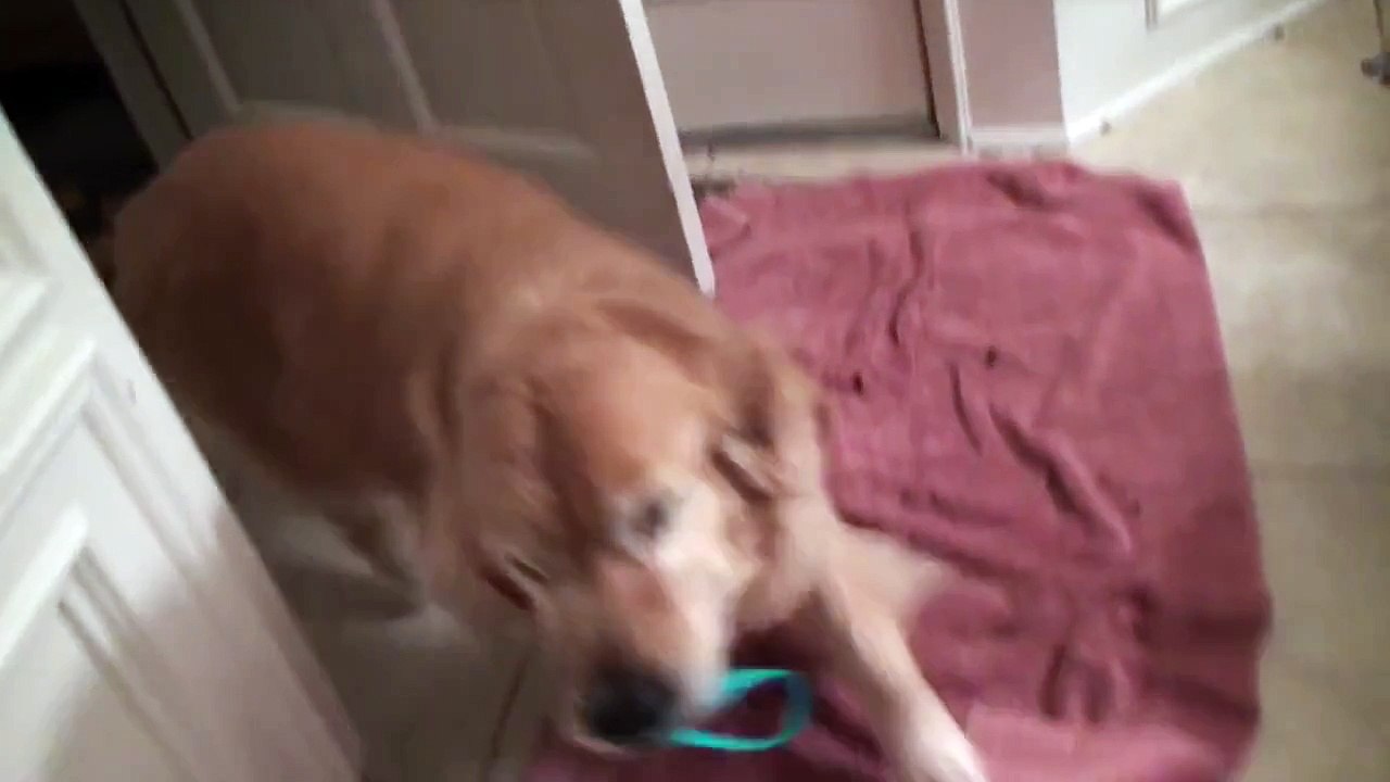 Adorable Dog Reaction- Coming Home From College