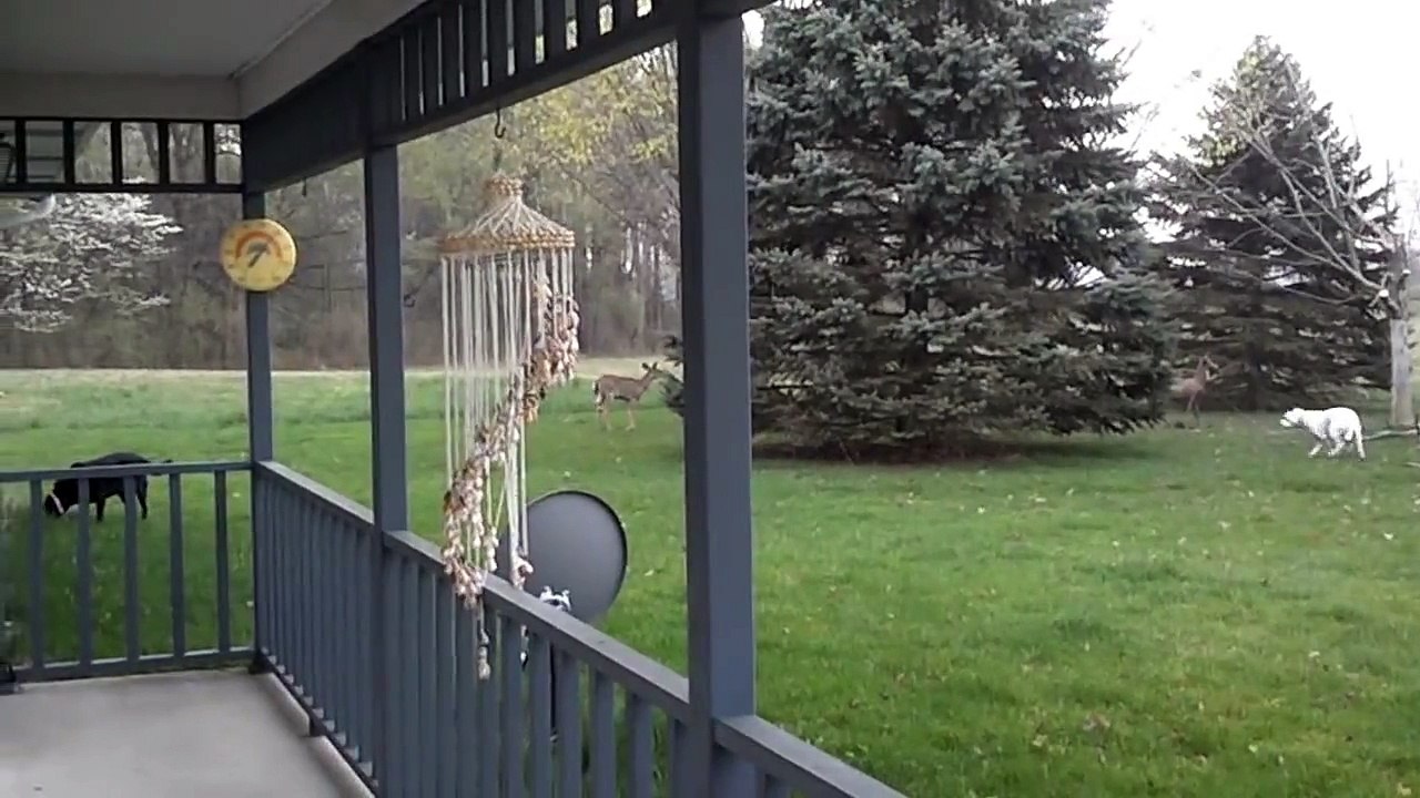 Pitbull vs. Deer