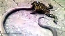 Kinh ngạc với chú cóc nuốt chửng rắn dài gần một mét coc  Phi thuong