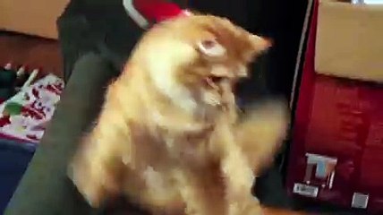 Un chat essaye désespérément de se débarasser de son bonnet de Noël