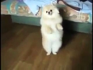 Лучшая Подборка Приколов с Животными 2015 )))