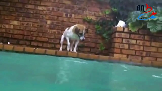 Dog catches fish .. dives to to bottom of pool, the deep end, catching catfish