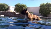 Dog dives to bottom of pool, the deep end