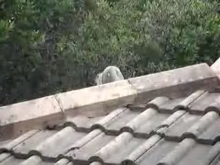 Blue faced monkey, South Africa