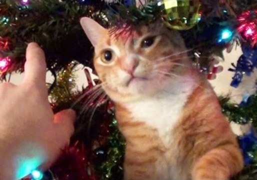 Cats Versus Christmas Trees