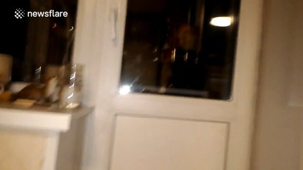 Cat demands to be let in the house by jumping really high to get owner's attention