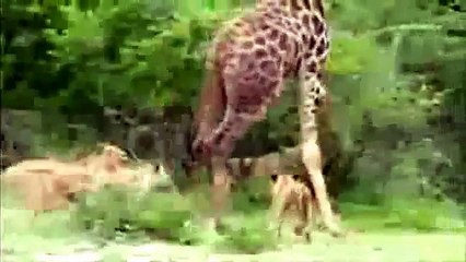 amazing lion attack animal fights - animals attacks