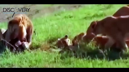 Lion Attack: Lions and Buffalo - Documentaries Films (National Geographic)