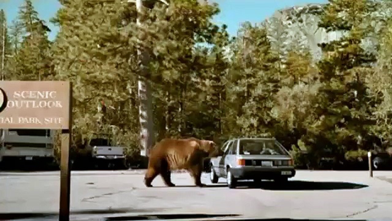 Bear From Tums