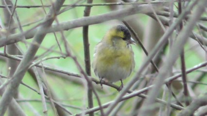Petite Sortie Ornitho Vallée du Goëlo décembre 2015