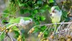 Wild Monk Parakeets or Quaker Parrots