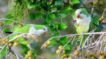 Wild Monk Parakeets or Quaker Parrots