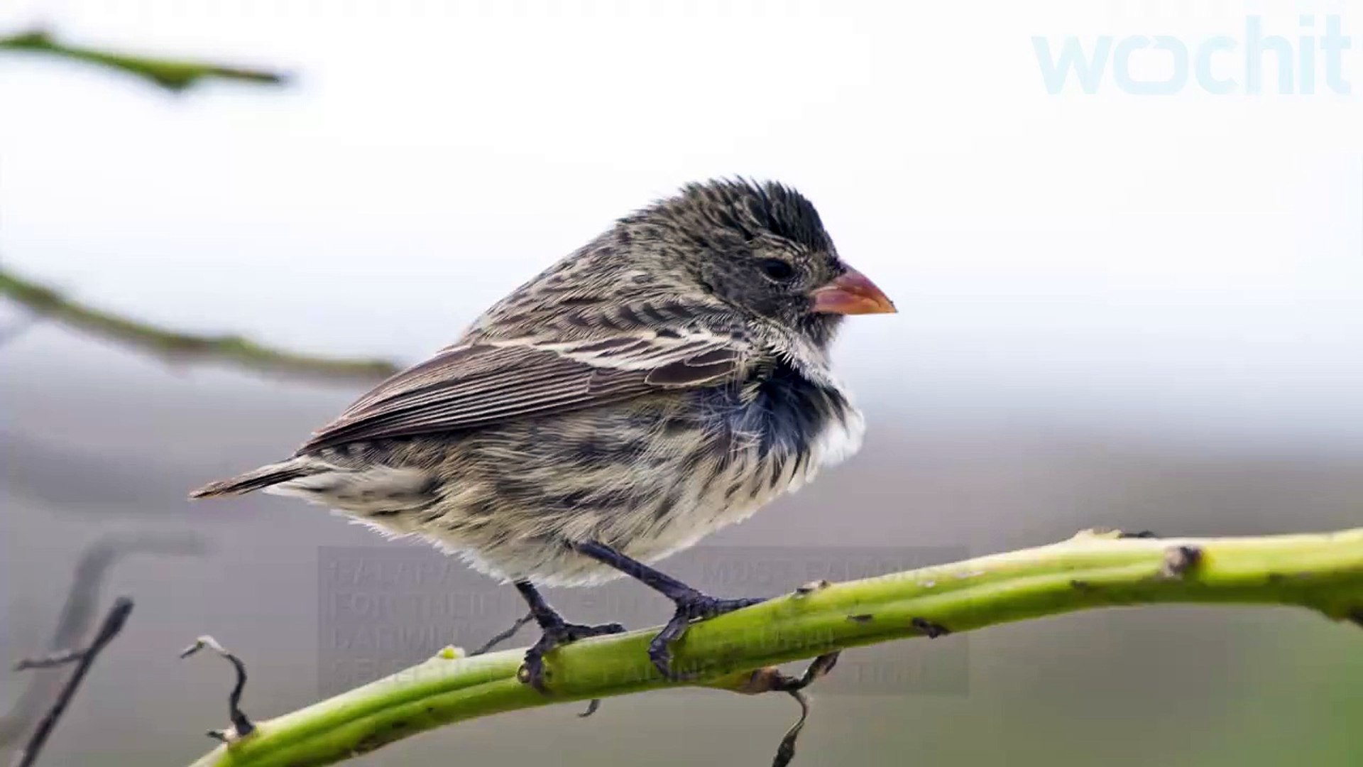 Darwin S Galapagos Finches In Danger Video Dailymotion