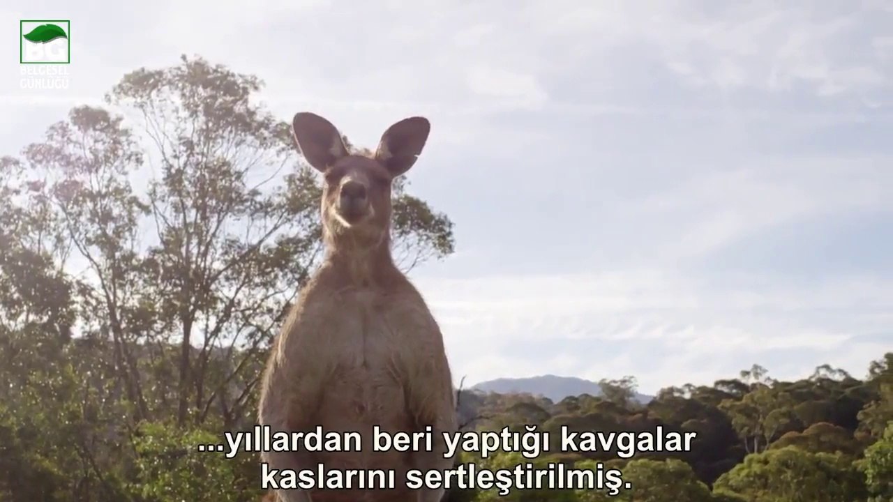 Erkek Kangruların Üstünlük Kavgası