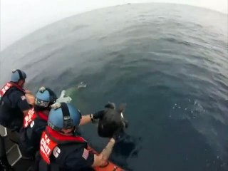 Rescate de tortugas atrapadas en el mar
