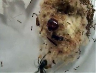Viuda negra vs Hormigas de fuego