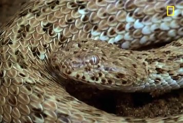 Muqabla sanp or chipkali ka snake vs lizard