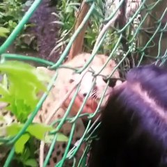 Yirtici hayvani kediye cevirdi