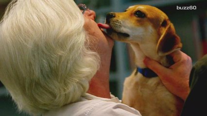 Airlines add dogs to staff to help calm passengers during travel