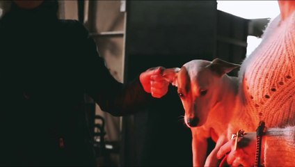 The Danish Girl 2015 Film Behind The Scenes Exclusive Pixie The Dog - Eddie Redmayne, Alicia Vikander Movie