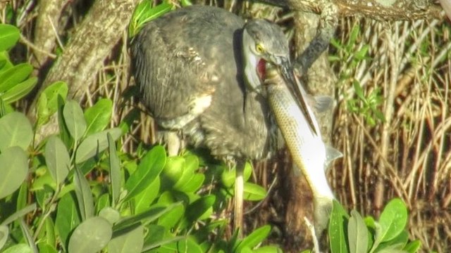Great Blue Heron Eats Huge Fish