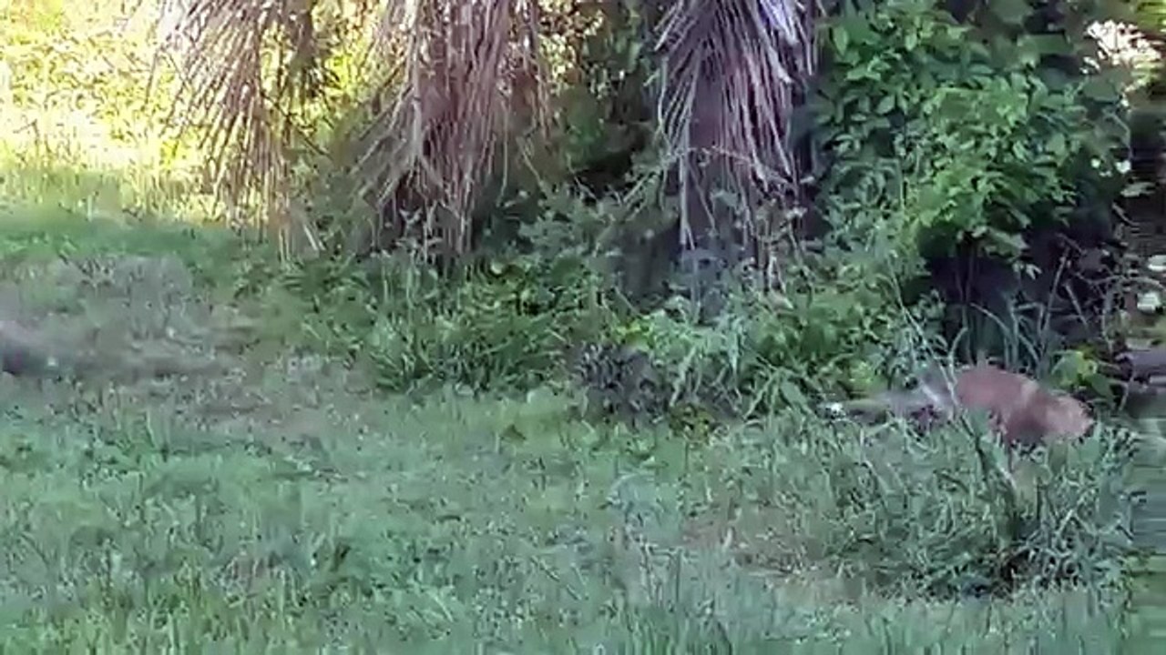 Wild fox with babies