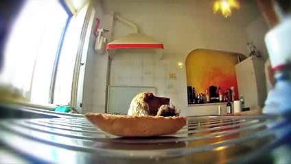 The best funny of 2016 This is what happens when you refuse to give up