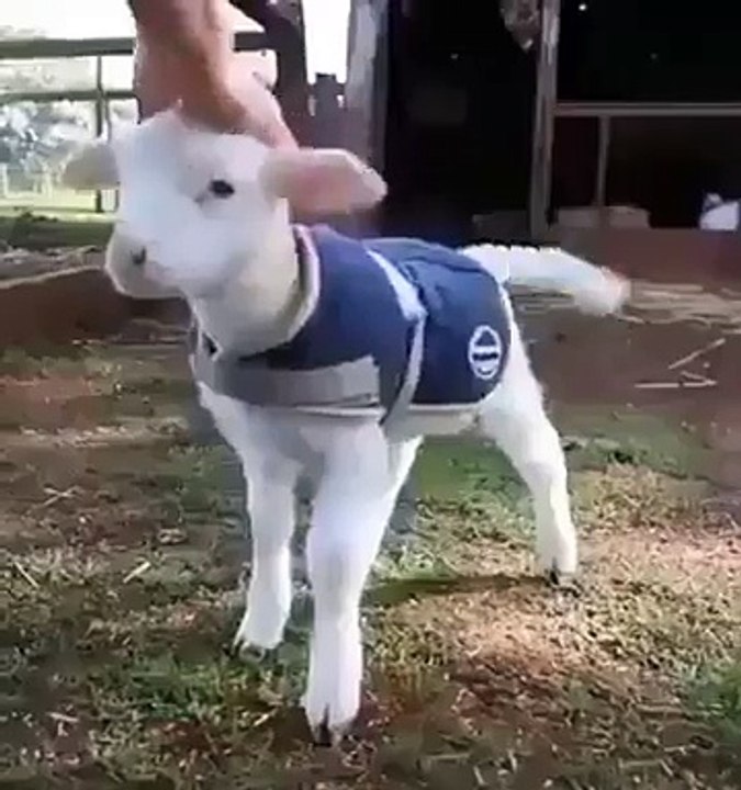 Look at the tail