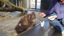 Sihirbazlık Numarasını İzlerken Keyiften Kendinden Geçen Orangutan