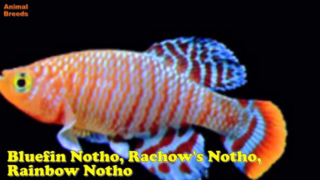 Common Types of Freshwater Aquarium Fish Animals World