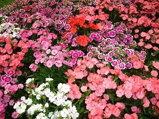 La plus belle musique douce avec les plus belles photos de fleurs