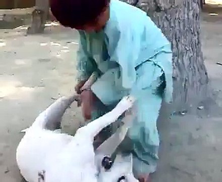 Spy Ghareeb Ye Sam Tang Ko || Dog Playing with Kids