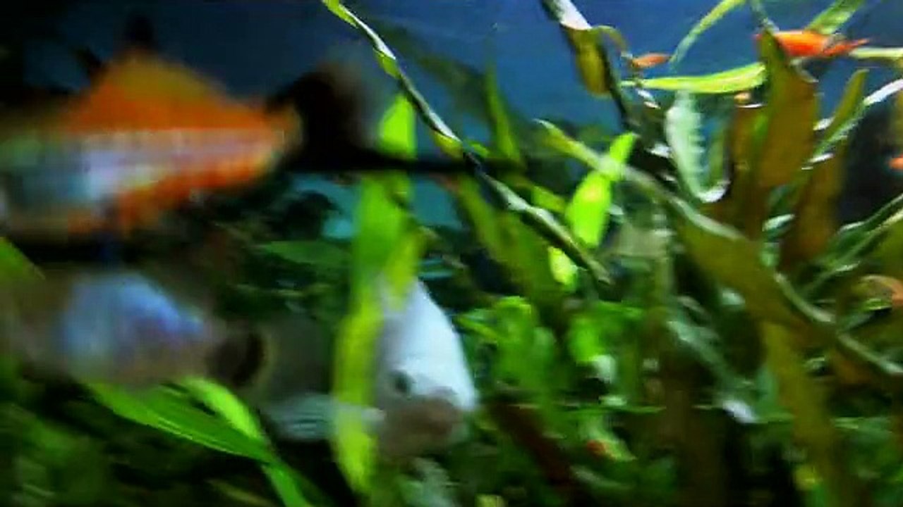 mon aquarium