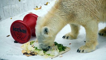 おいしそうにケーキを食べるイッちゃん (Шилка)（2015.12.11 天王寺動物園）