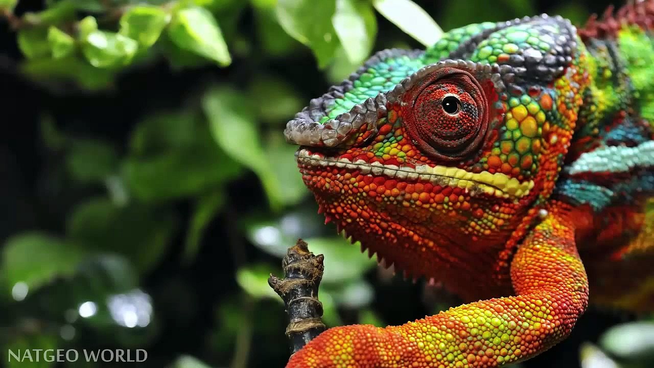 The Most Beautiful Animals Pictures HD In The Earth
