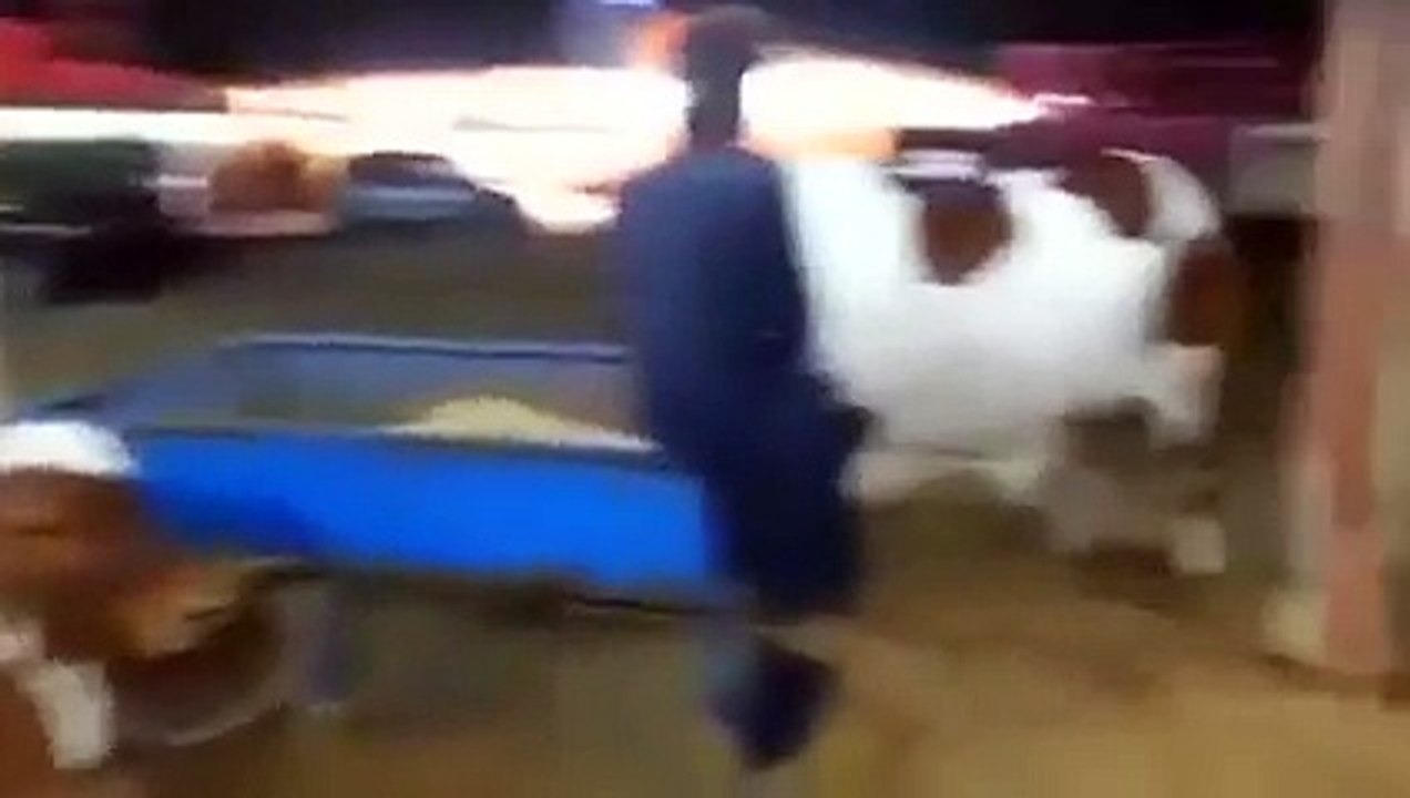 BIGGEST BEAUTIFUL COW QURBANI SHAFIQ CATTLE FARM 2015 IN MANDI