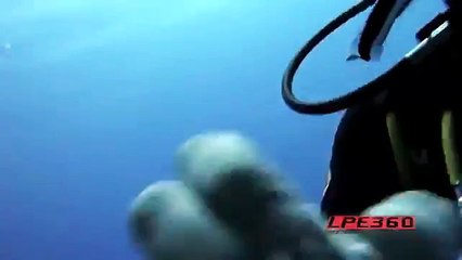 Fish Clean Diver s Teeth