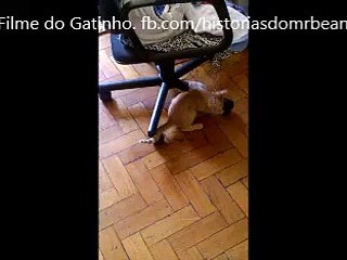 Gatinho brincando Playing Kitty