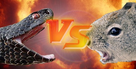 Squirrel vs Snake | 2015 | New video | Animal fights