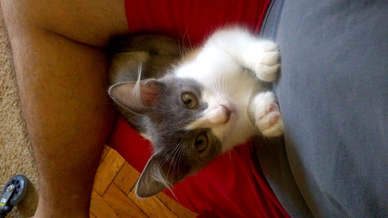 Gatinho brincando