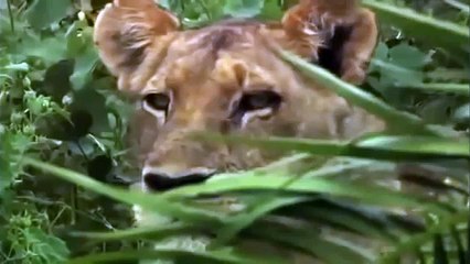 Discover How lions teach their sons on hunting | National Geographic Animals 2015