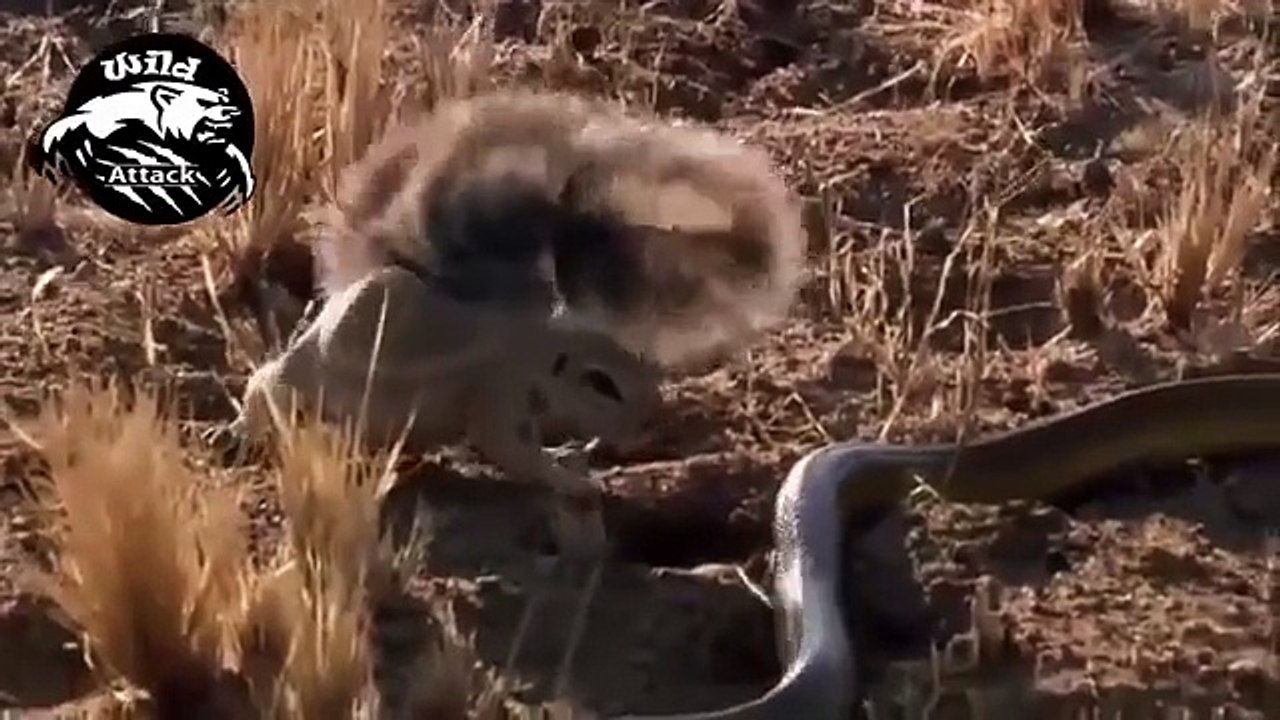 wild animals fighting to death - snake vs mongoose slow motion - wildlife animals attack