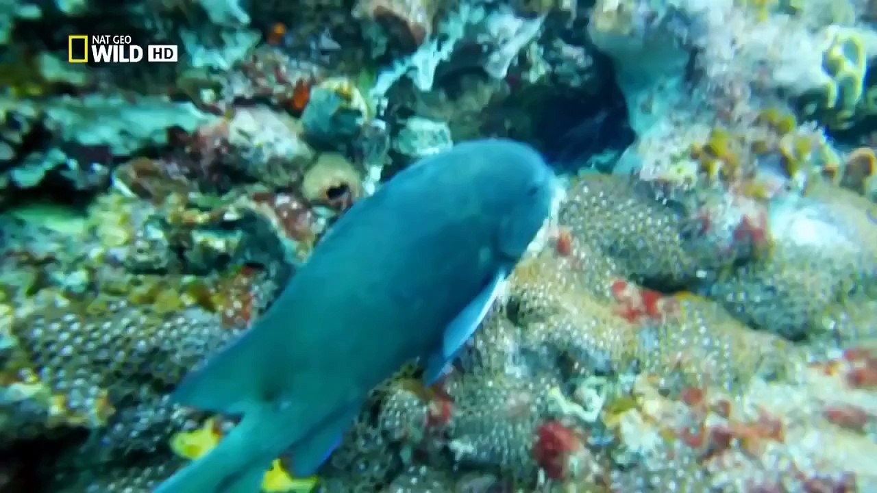 [Nat Geo Wild HD] Australias Deadliest Shark Coast HD (Nature Documentary)