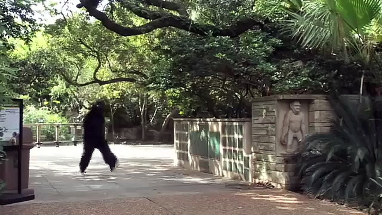 Gorilla Man 1׃ Looking for a Feast