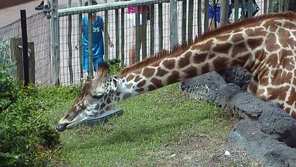 Houston Zoo Giraffes Stretch for Food!