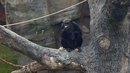 Houston Zoo Chimps Chow Down