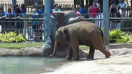 Baby Elephants Get Clean at the Houston Zoo!