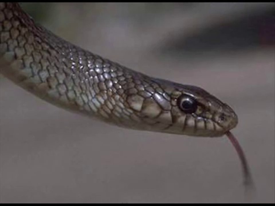 Tüm İslâm Aleminin  Mevlid Kandili Kutlu olsun