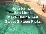 Sweet Sixteen Sea Lion Picks at the Houston Zoo - NCAA Basketball